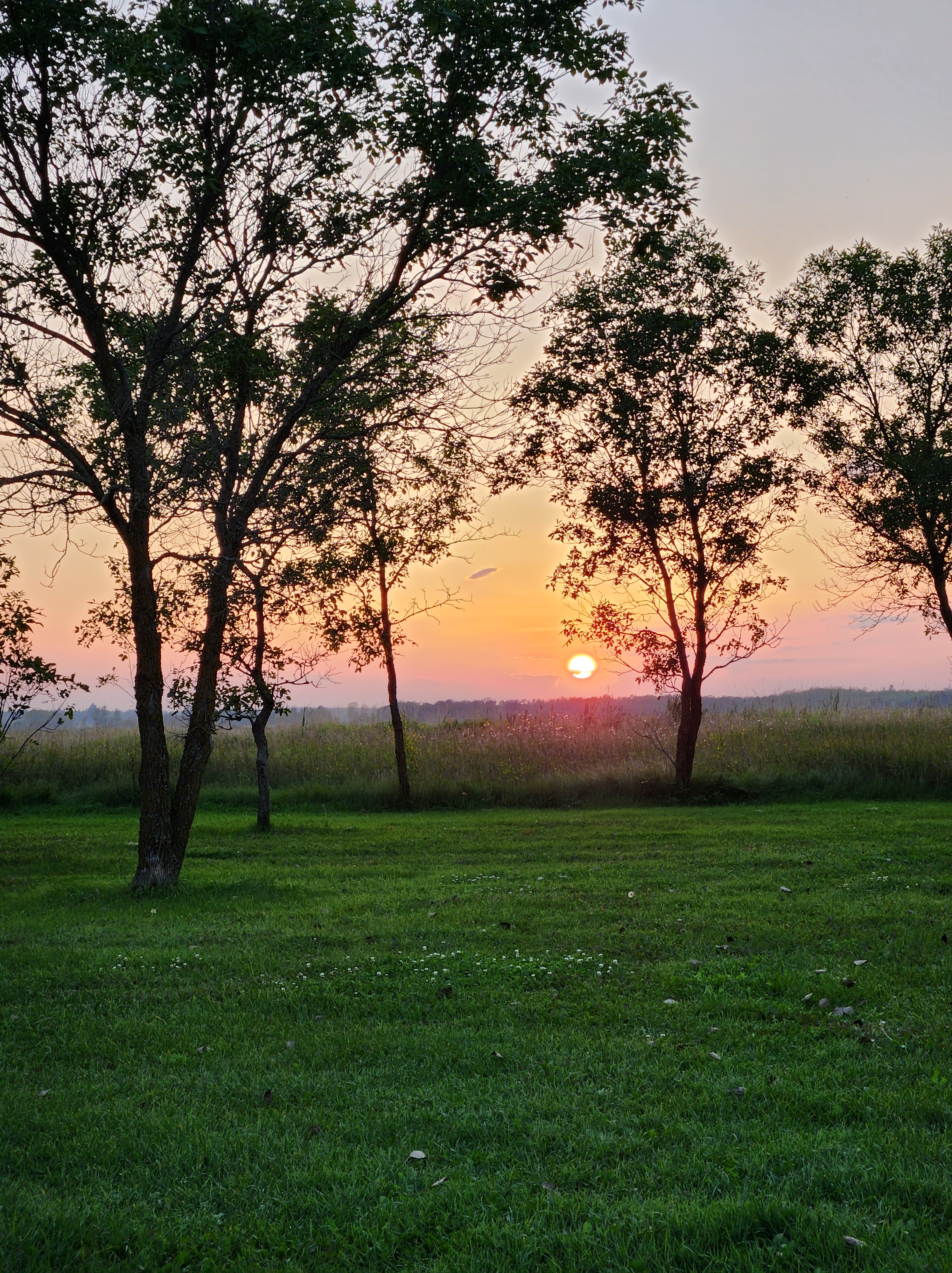 The Hopeful Homesteader